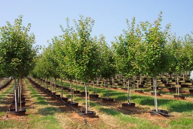 thievon-horticultural-products-llc-plant-material-direct-from-the-growers