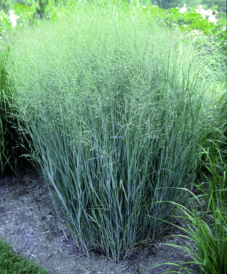 thievon-horticultural-products-llc-plant-material-direct-from-the-growers